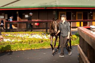 Weanling entries now open for Gavelhouse Plus sale. 